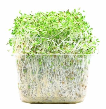 Alfalfa Sprouts, 125G